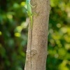 Lepojester bornejsky - Bronchocela cristatella - Green crested lizard o0657